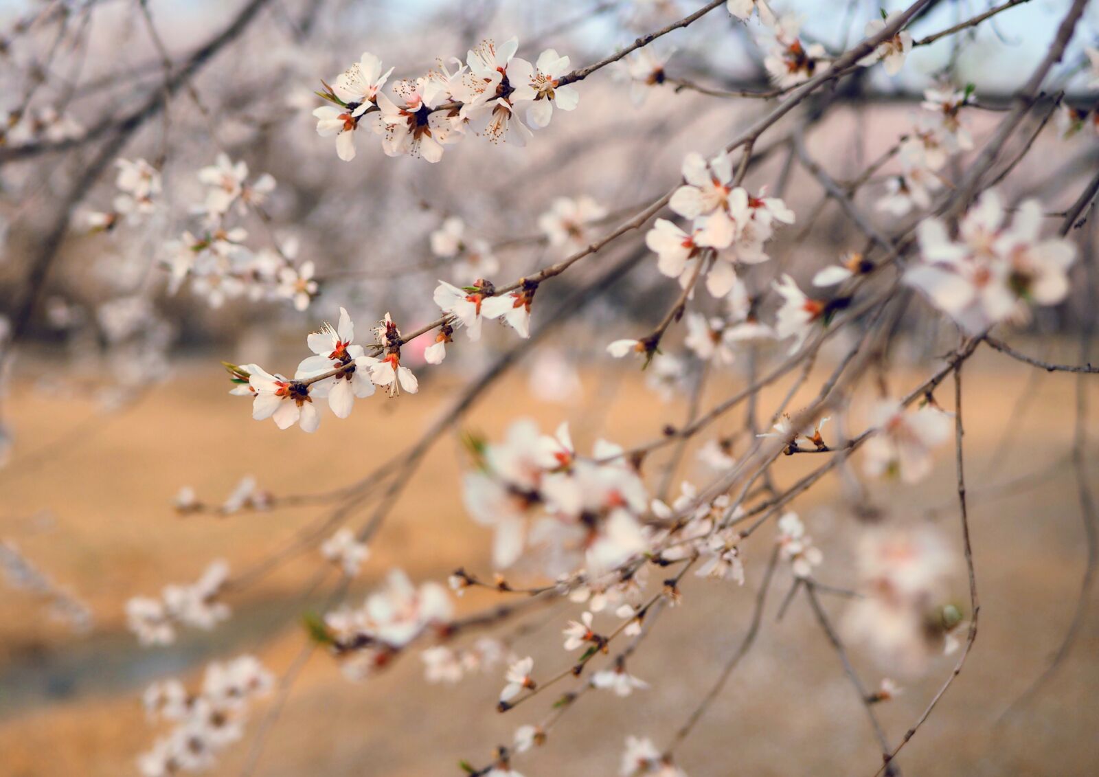 Olympus OM-D E-M10 + LUMIX G 25/F1.7 sample photo. Spring, peach blossom, flowers photography