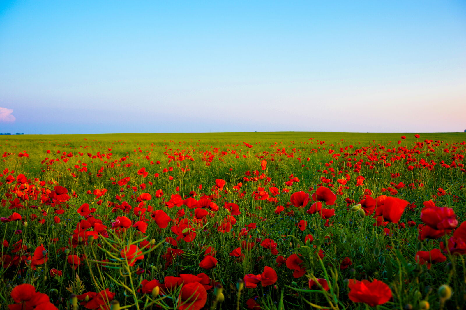 Nikon D3200 sample photo. Red, flowering, green, field photography