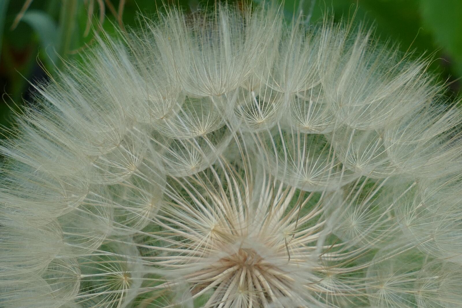 Panasonic Lumix DMC-FZ1000 sample photo. Dandelion, filigree, pointed flower photography