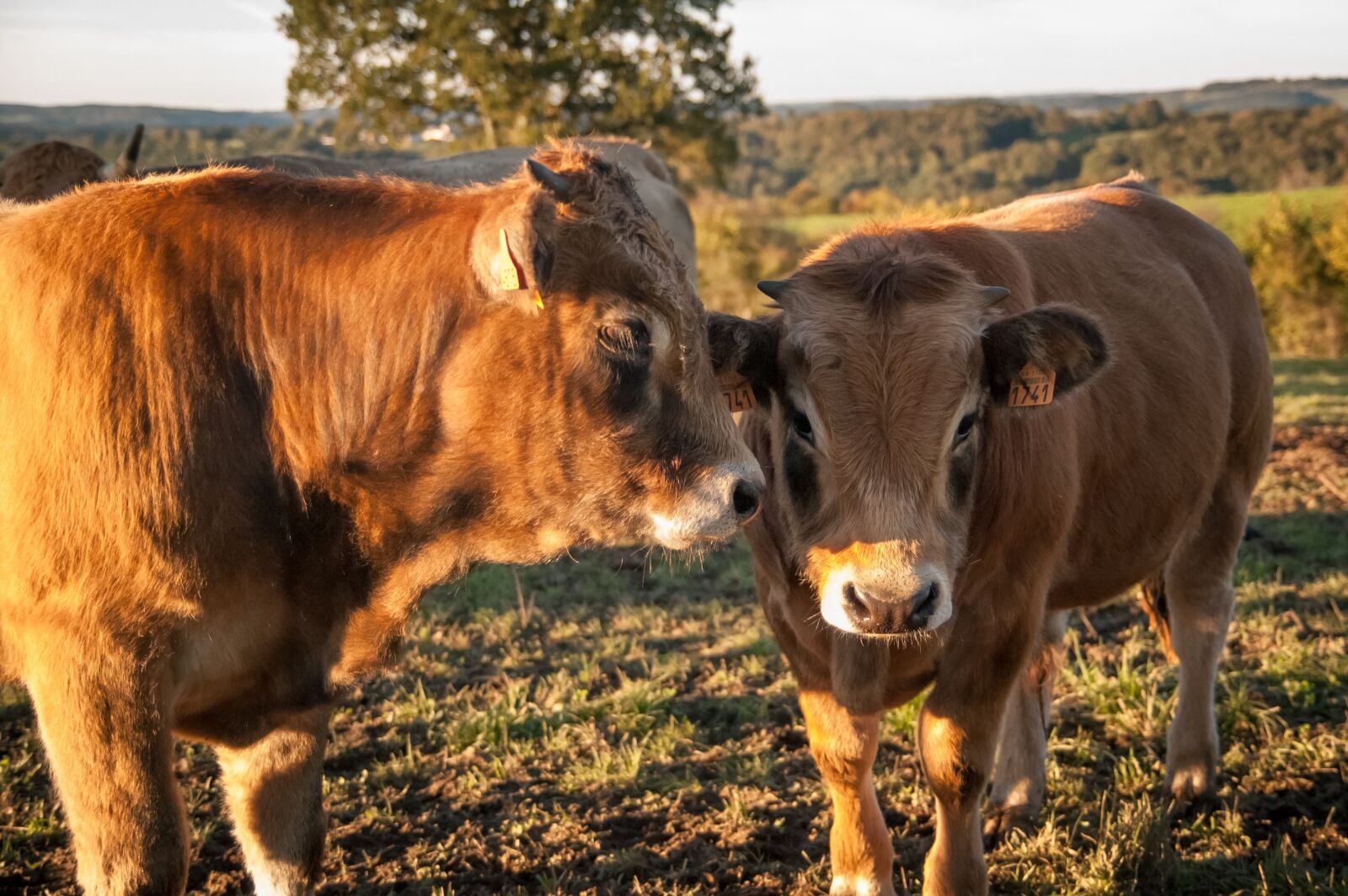 Nikon D40 sample photo. Cow, animals, aubrac photography
