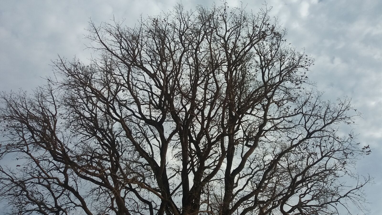 Samsung Galaxy J5 sample photo. Dry tree, cloudy, nature photography