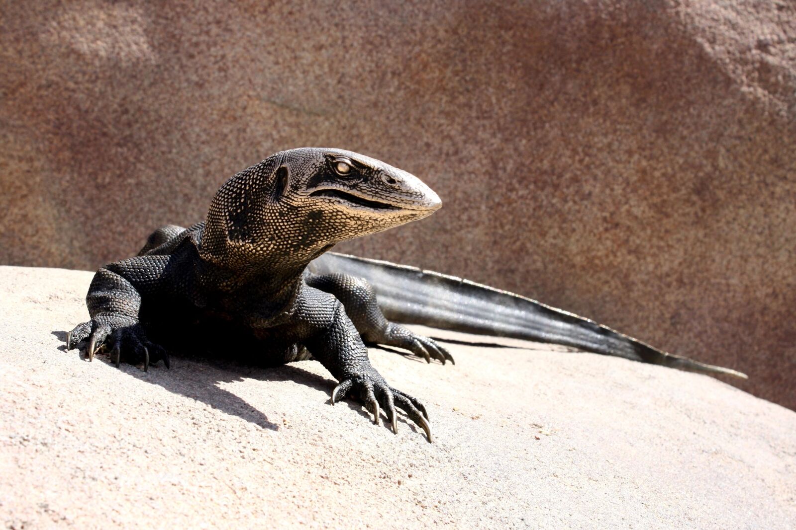 f/3.5-5.6 IS sample photo. Lizard, sculpture photography