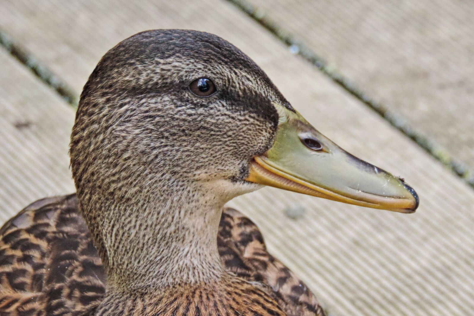 Nikon Coolpix P520 sample photo. Duck, animal world, nature photography