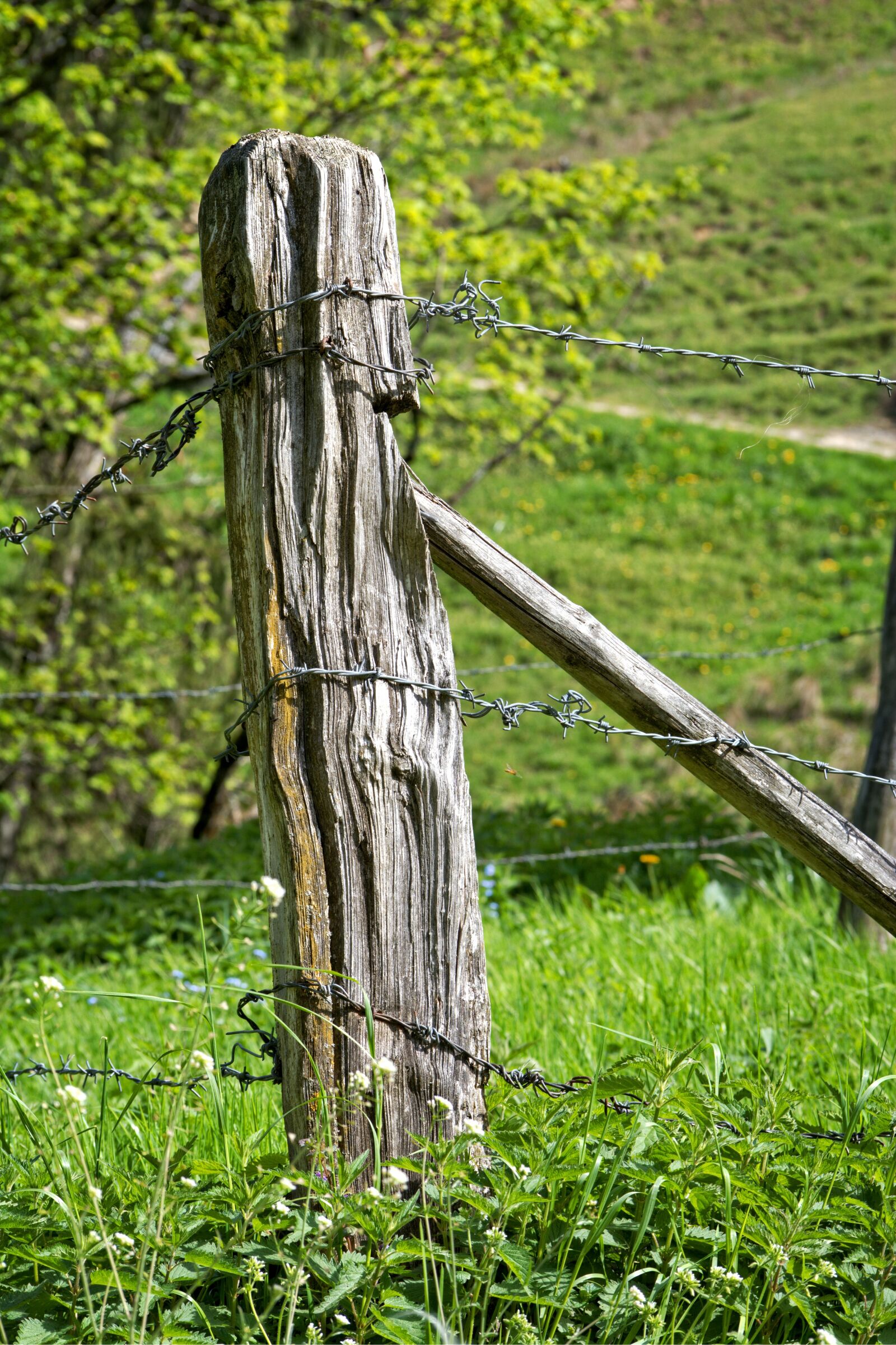 55.0-200.0mm f/4.0-f/5.6 sample photo. Post, pasture fence, fence photography