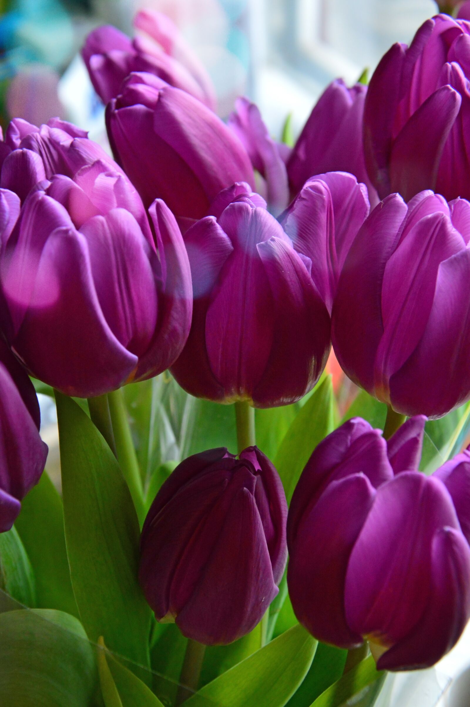 Nikon D3200 sample photo. Tulip, nature, plant photography