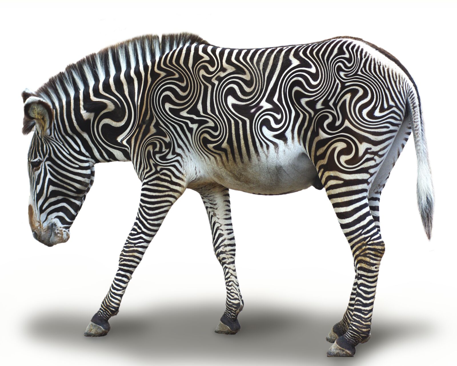 Pentax K-m (K2000) sample photo. Zebra, striped, africa photography