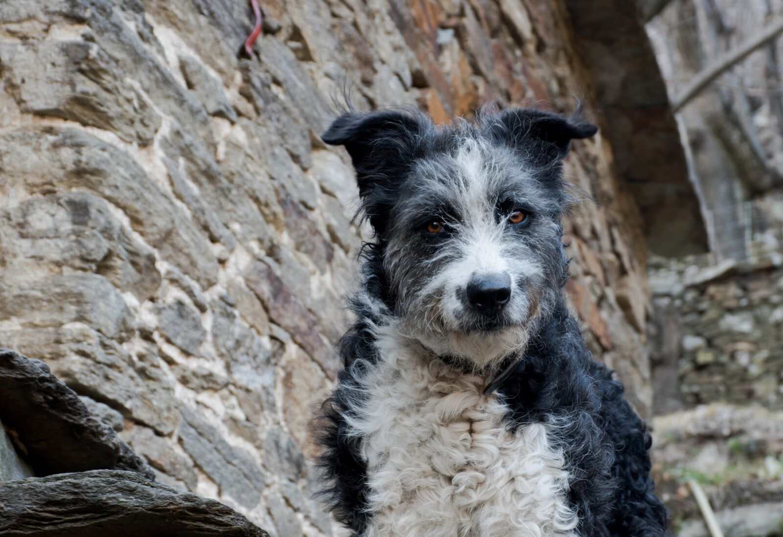 Nikon D5500 sample photo. Animal, cute, portrait photography