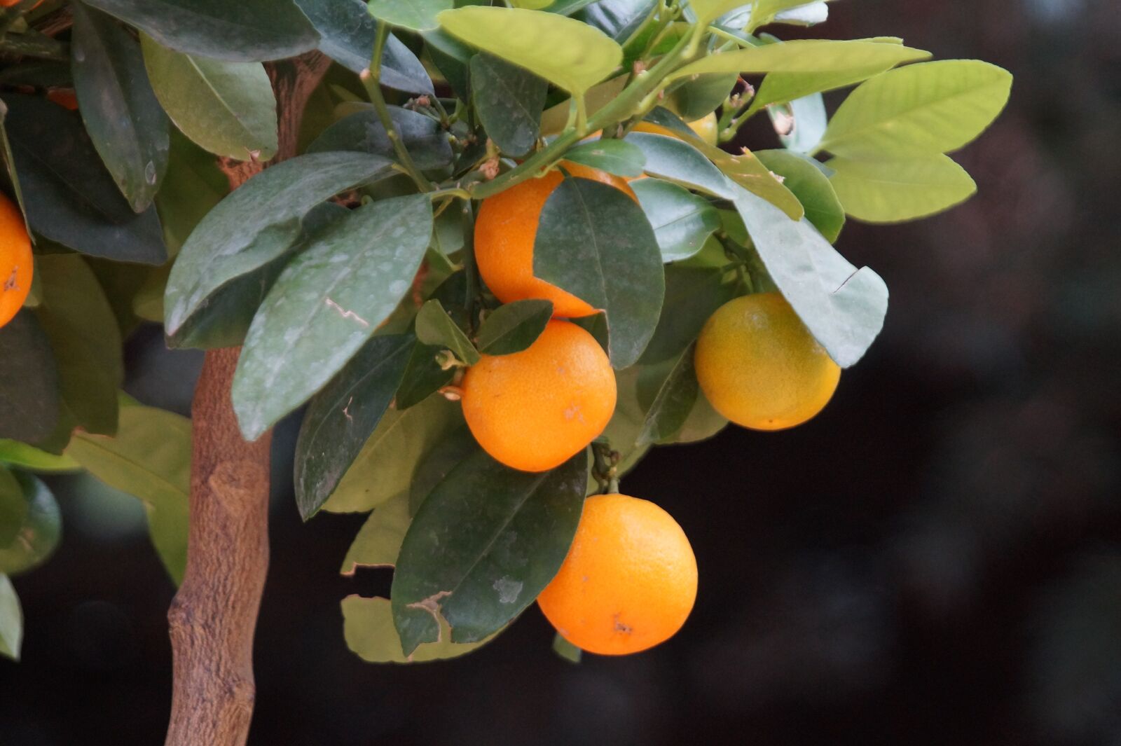 Sony SLT-A58 sample photo. Orange, orange tree, fruit photography