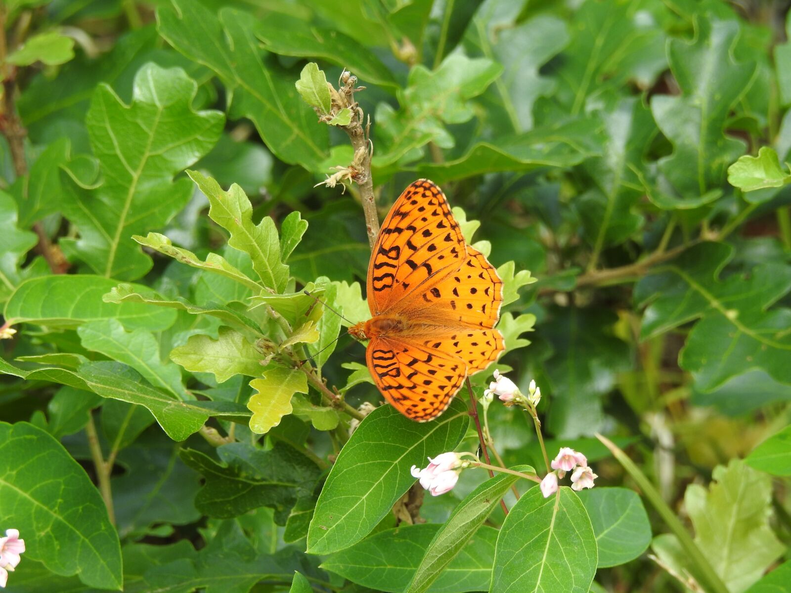 Nikon Coolpix P900 sample photo. Butterfly, tree, color photography