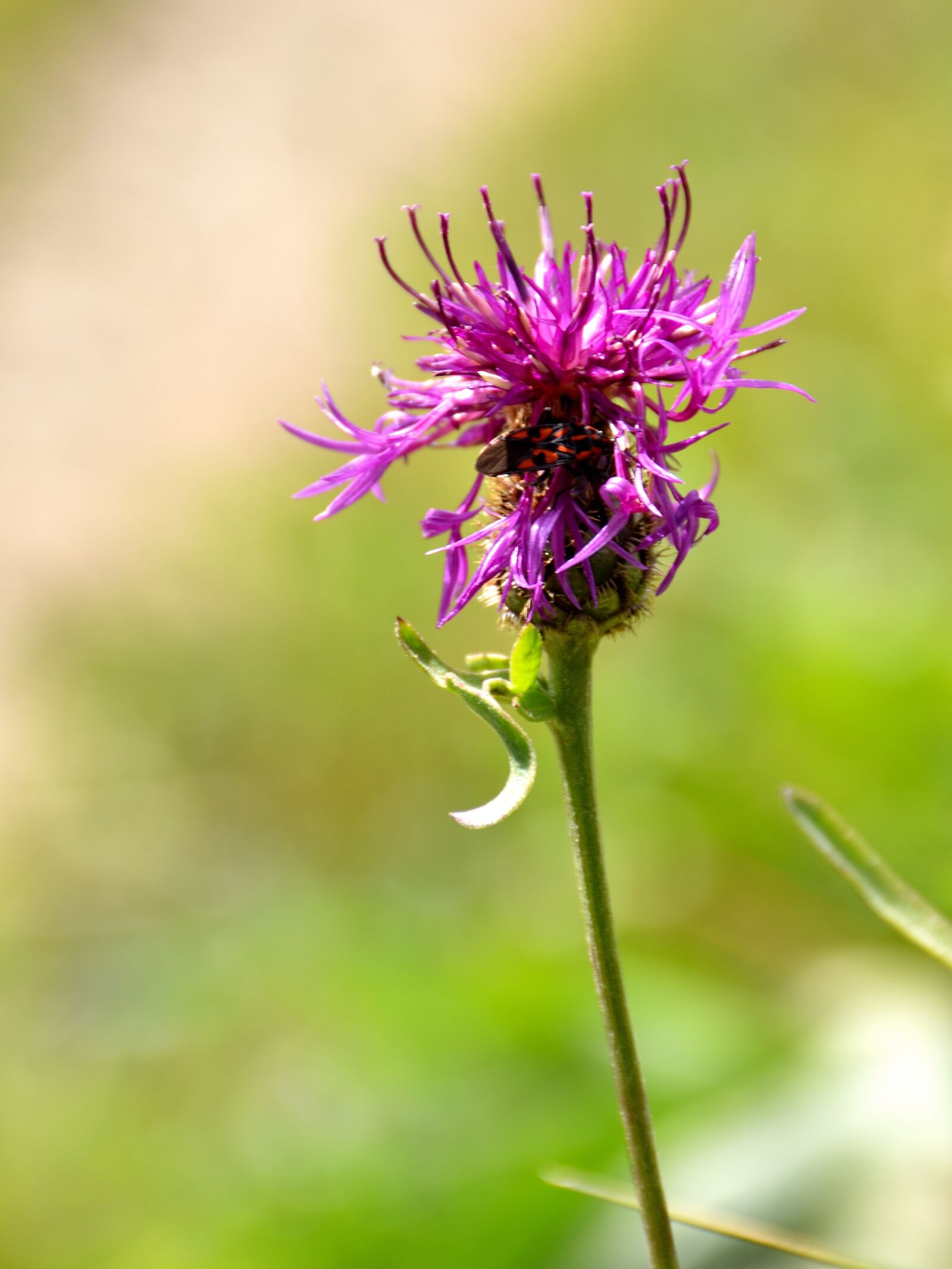 Nikon D5500 sample photo. Thistle, beetle, nature photography