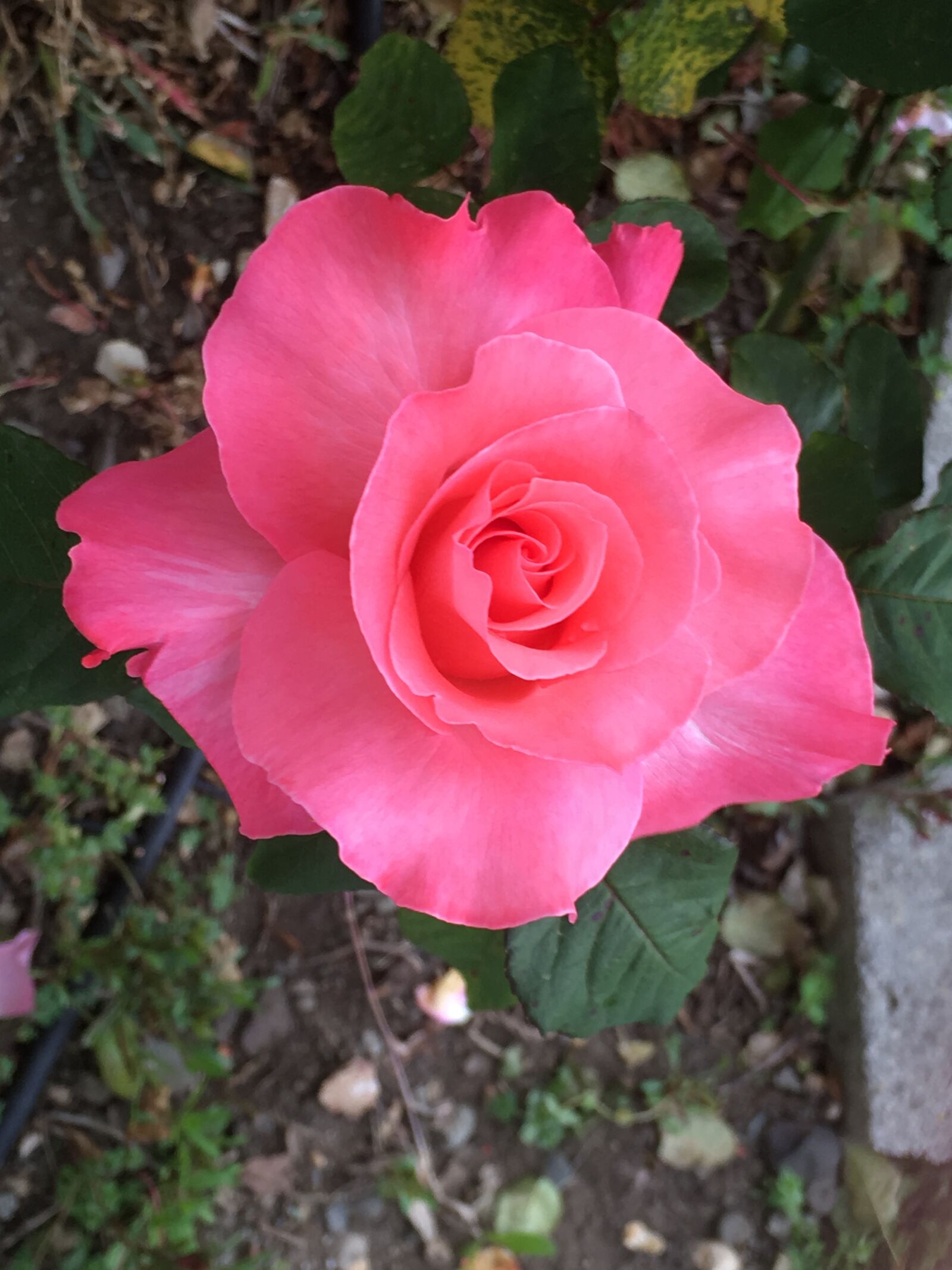 Apple iPhone 6s sample photo. Pink rose, garden, flower photography