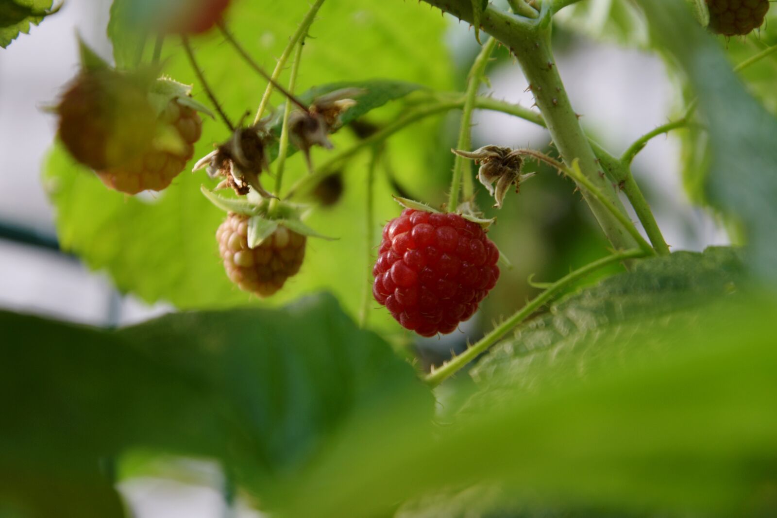 Nikon D3300 sample photo. Garden, summer, fruit photography