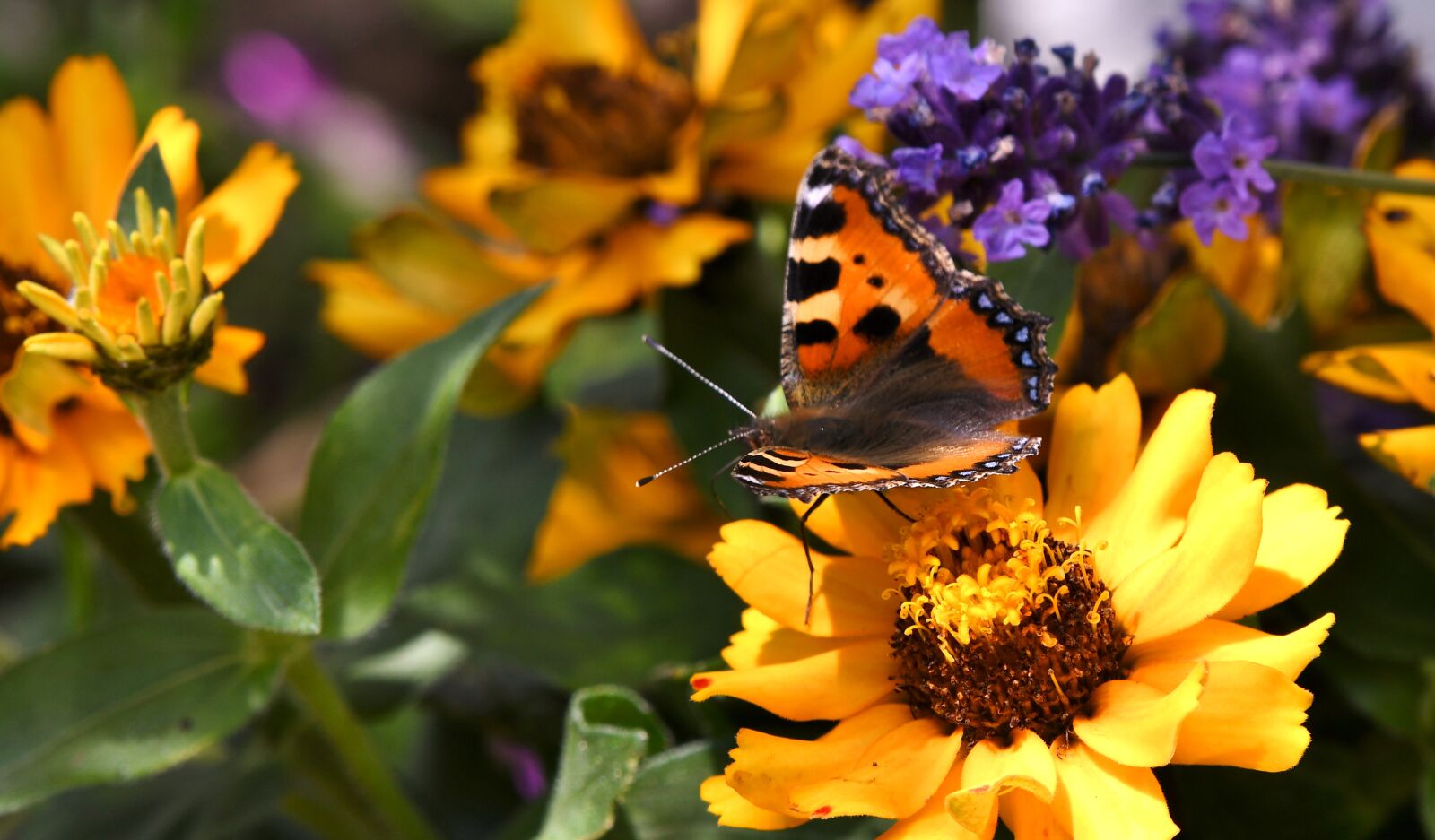 Nikon D500 sample photo. Butterfly, little fox, bug photography