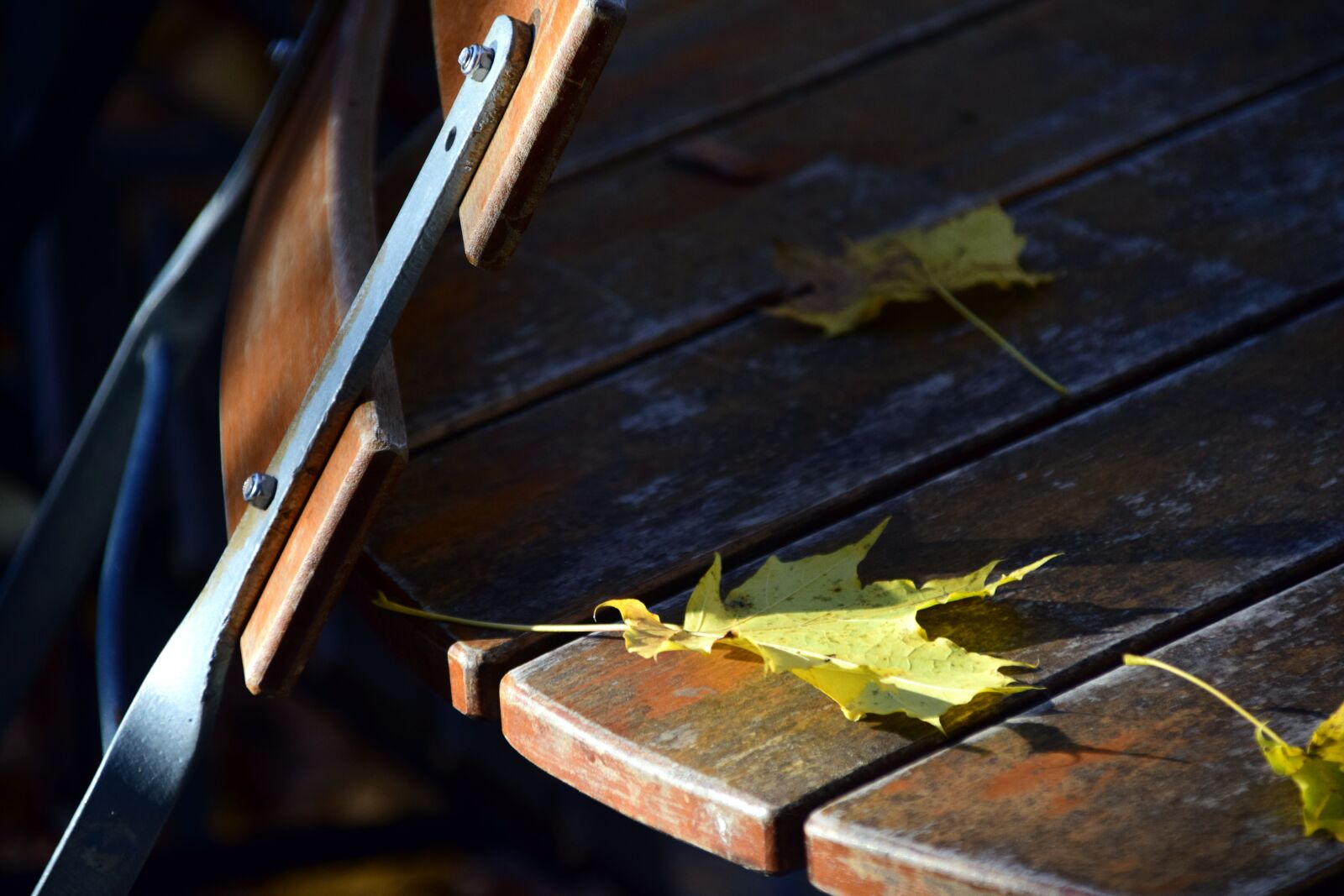 Nikon D3300 sample photo. Beer garden, autumn, leaves photography