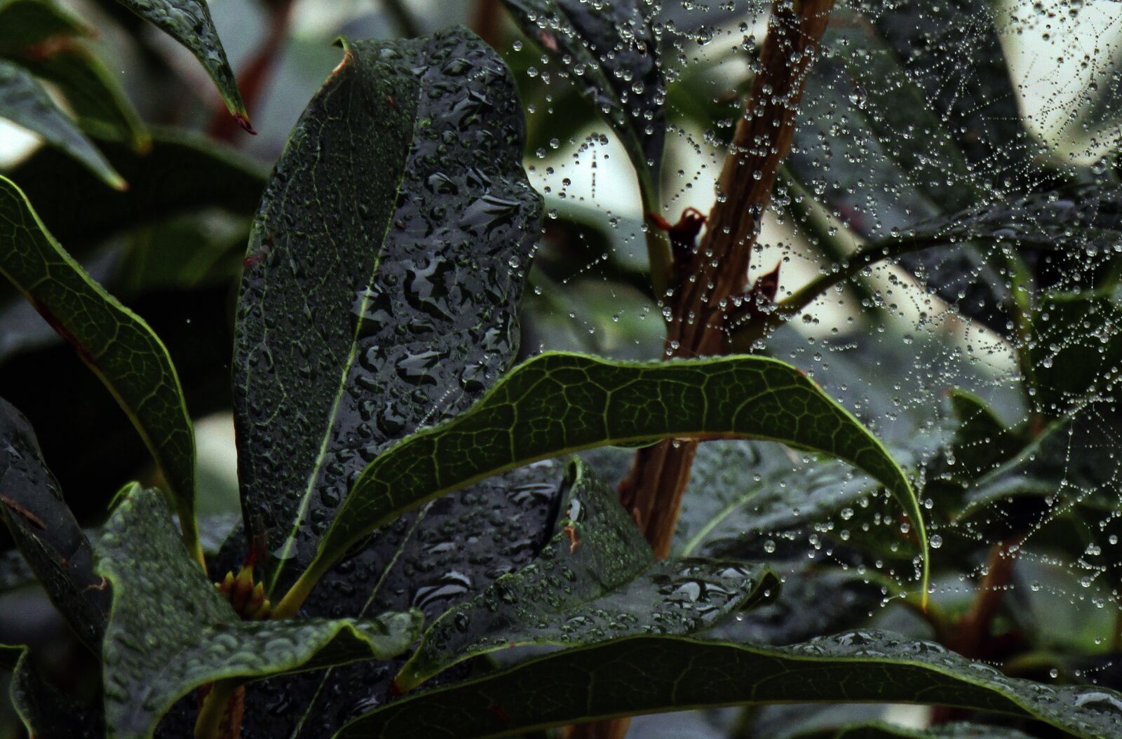 Canon PowerShot SX410 IS sample photo. Leaf, rain, web photography