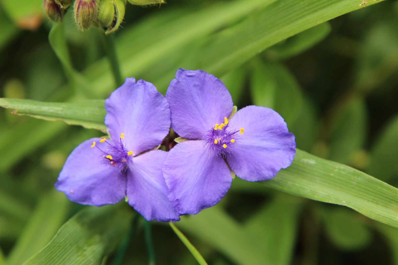 Canon EOS 600D (Rebel EOS T3i / EOS Kiss X5) sample photo. Flowering, purple flower, color photography