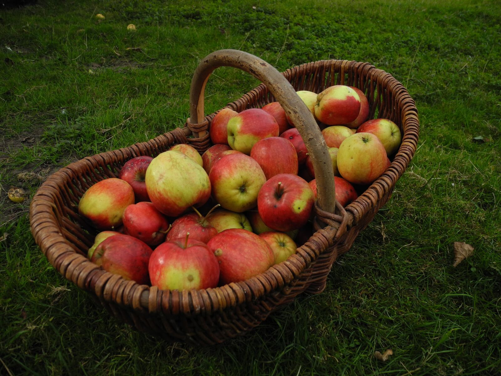 Nikon Coolpix P7000 sample photo. Harvest, garden, apple photography