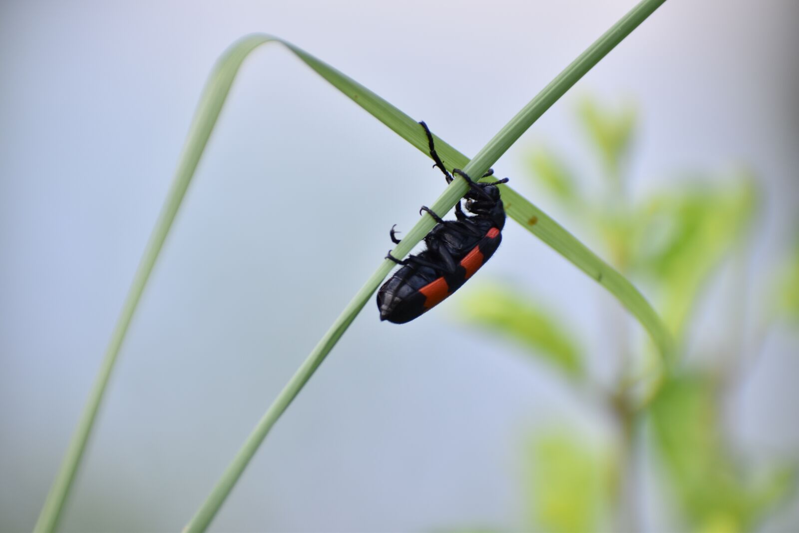 Nikon D5600 sample photo. Bug, beetle, cleroidea photography