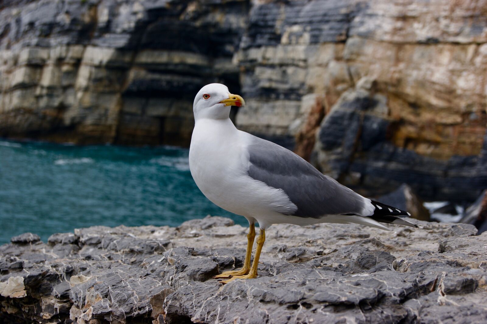 Sony Alpha DSLR-A290 sample photo. Gull, bird, natural beauty photography