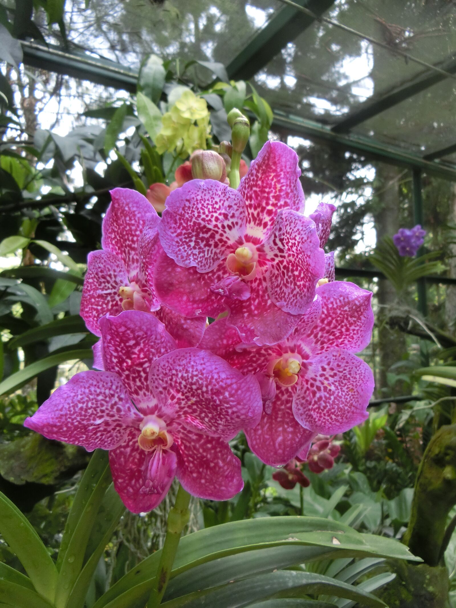 CASIO EX-ZR850 sample photo. Orchid, flower, singapore orchid photography