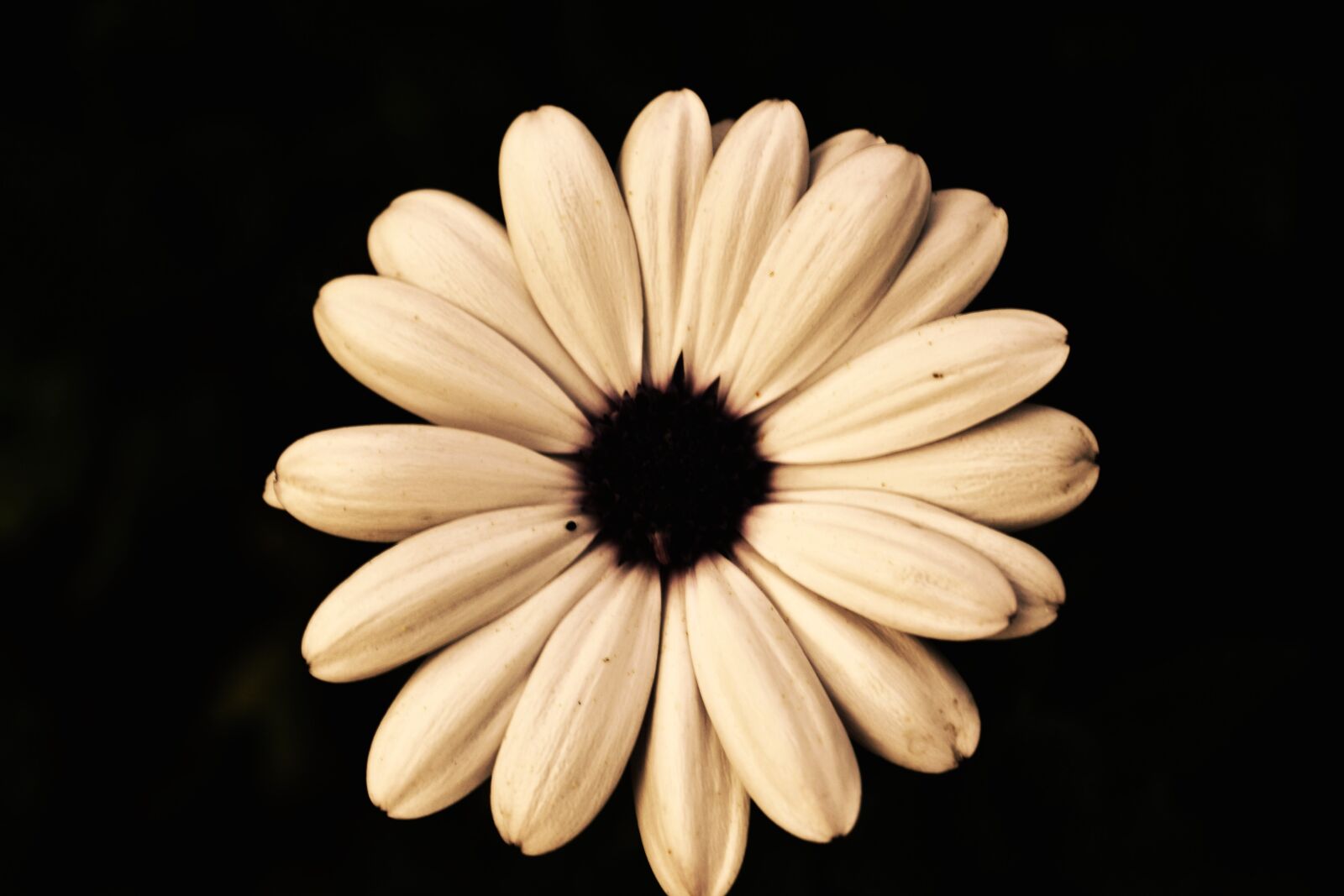 Nikon D3100 sample photo. Blossom, bloom, cream photography