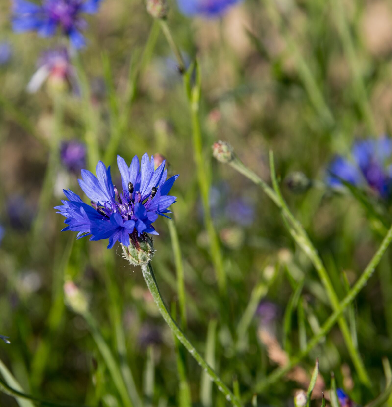 Canon EOS 80D sample photo. Cornflower, flower, plant photography