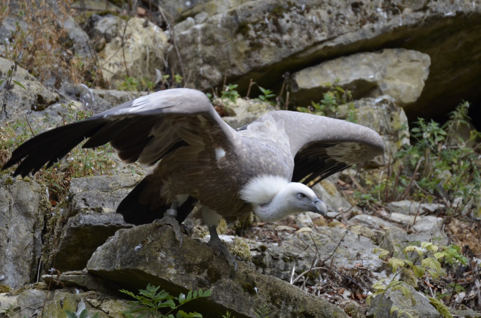 Nikon D5100 sample photo. Vulture, bird, scavengers photography