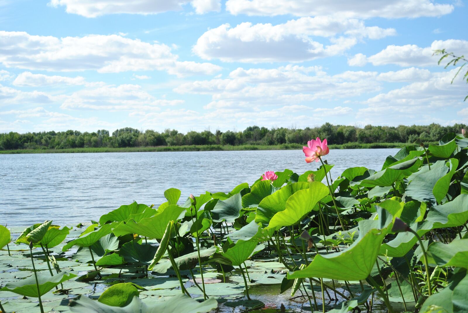 Nikon D3000 sample photo. River, lotus, water photography