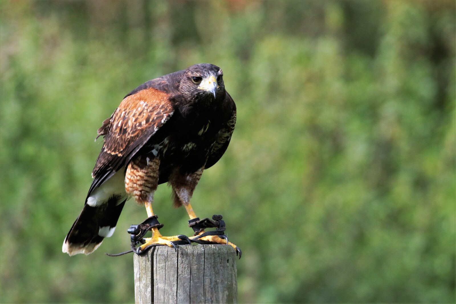 Canon EOS 7D Mark II sample photo. Harris hawk, hawk, harris photography