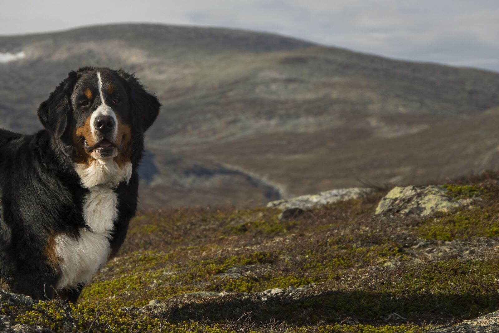 Nikon D7200 sample photo. Swiss mountain dog, dog photography