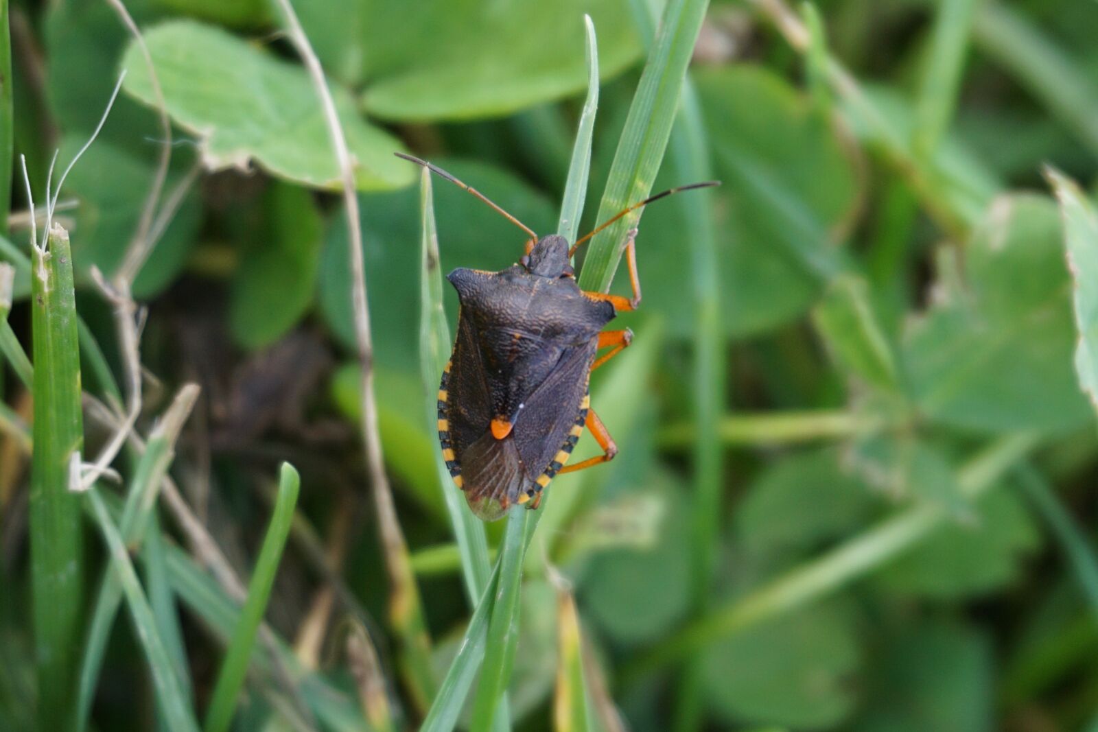 Sony a6000 sample photo. Bug, insect, animal photography
