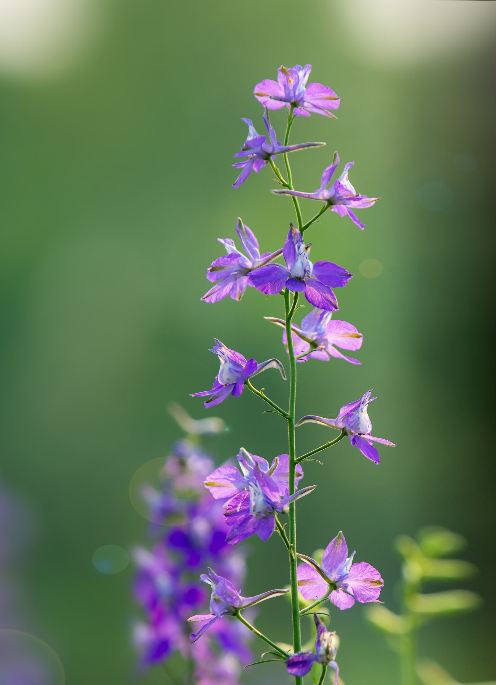 Nikon D810 sample photo. Violet, flower, the garden photography