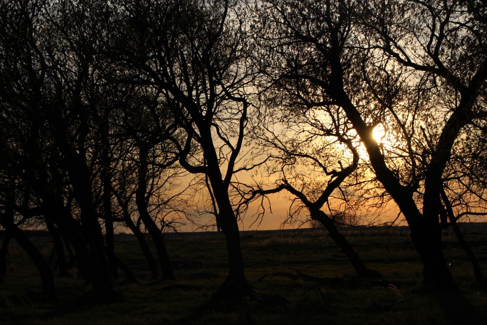 Canon EOS 650D (EOS Rebel T4i / EOS Kiss X6i) sample photo. Sunset, trees, landscape photography