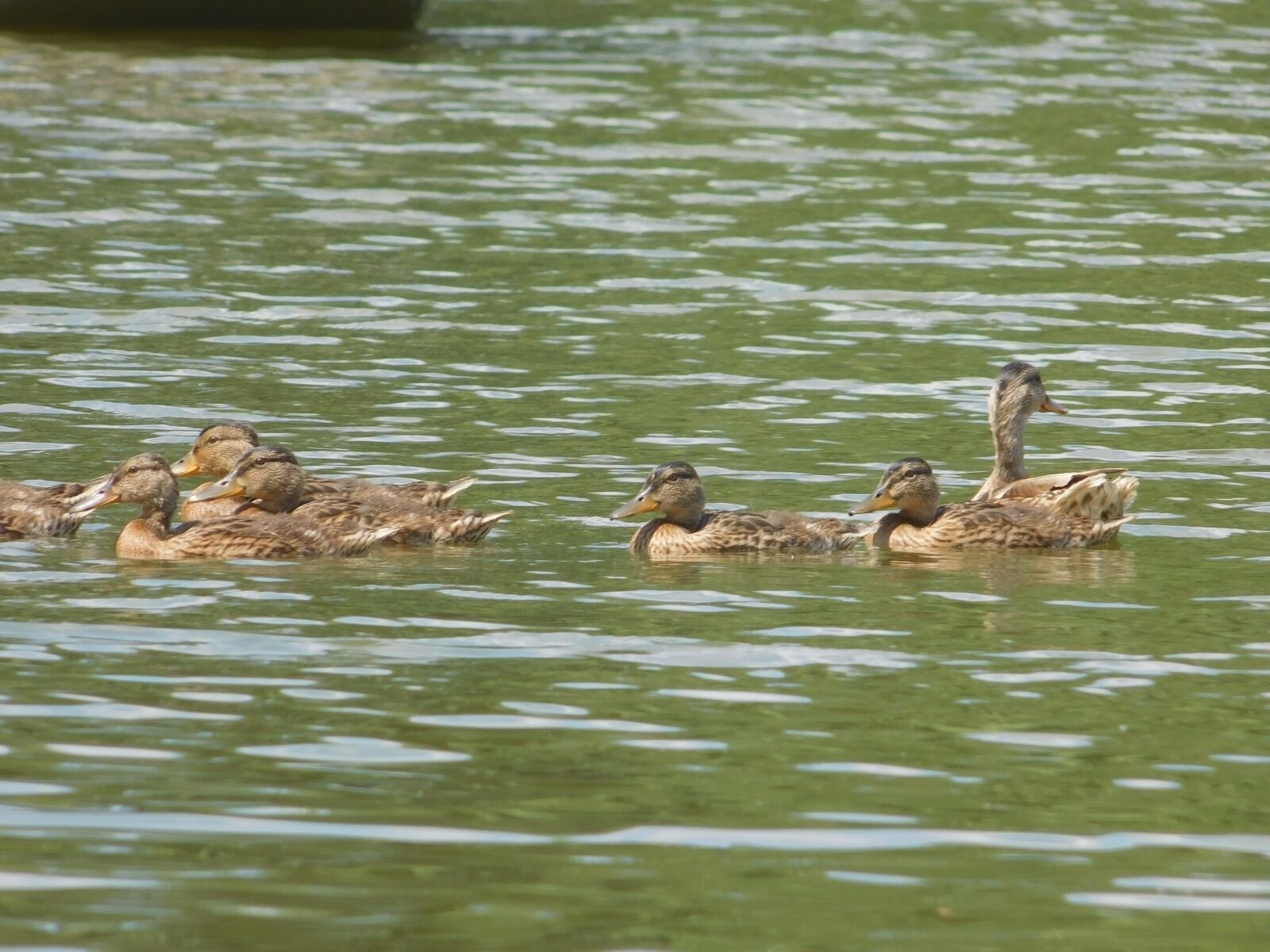 Nikon Coolpix L840 sample photo. River, water, duck photography