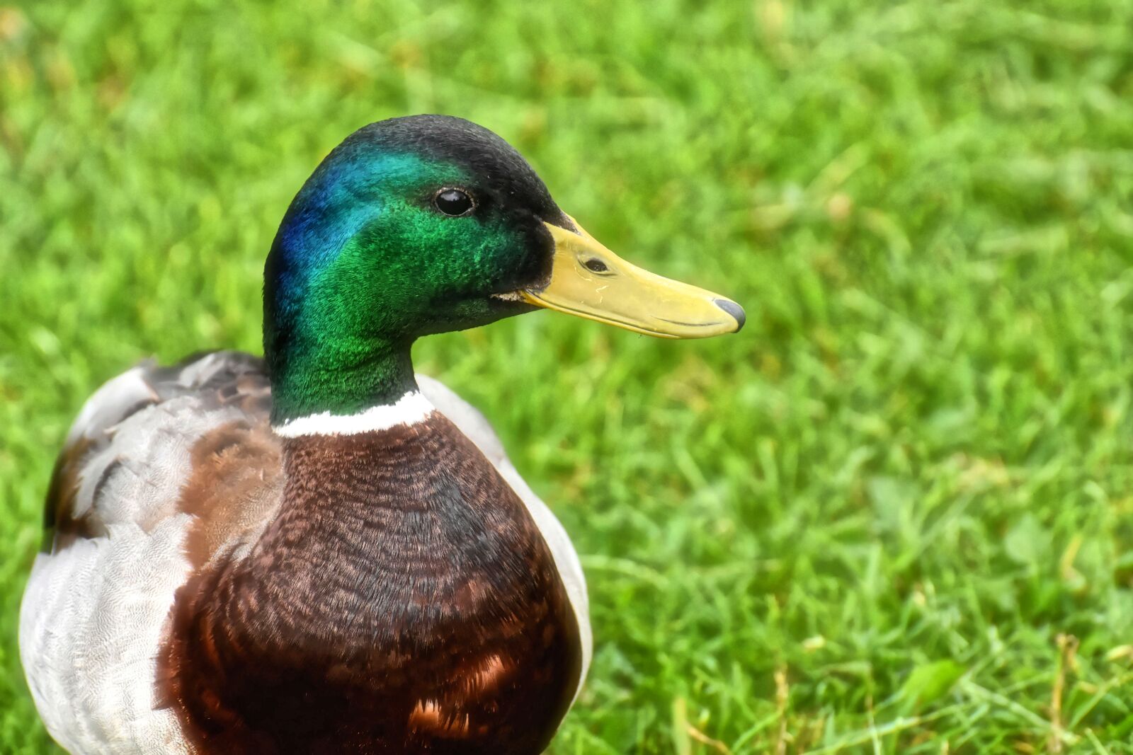 Nikon D7200 sample photo. Drake, mallard, water bird photography
