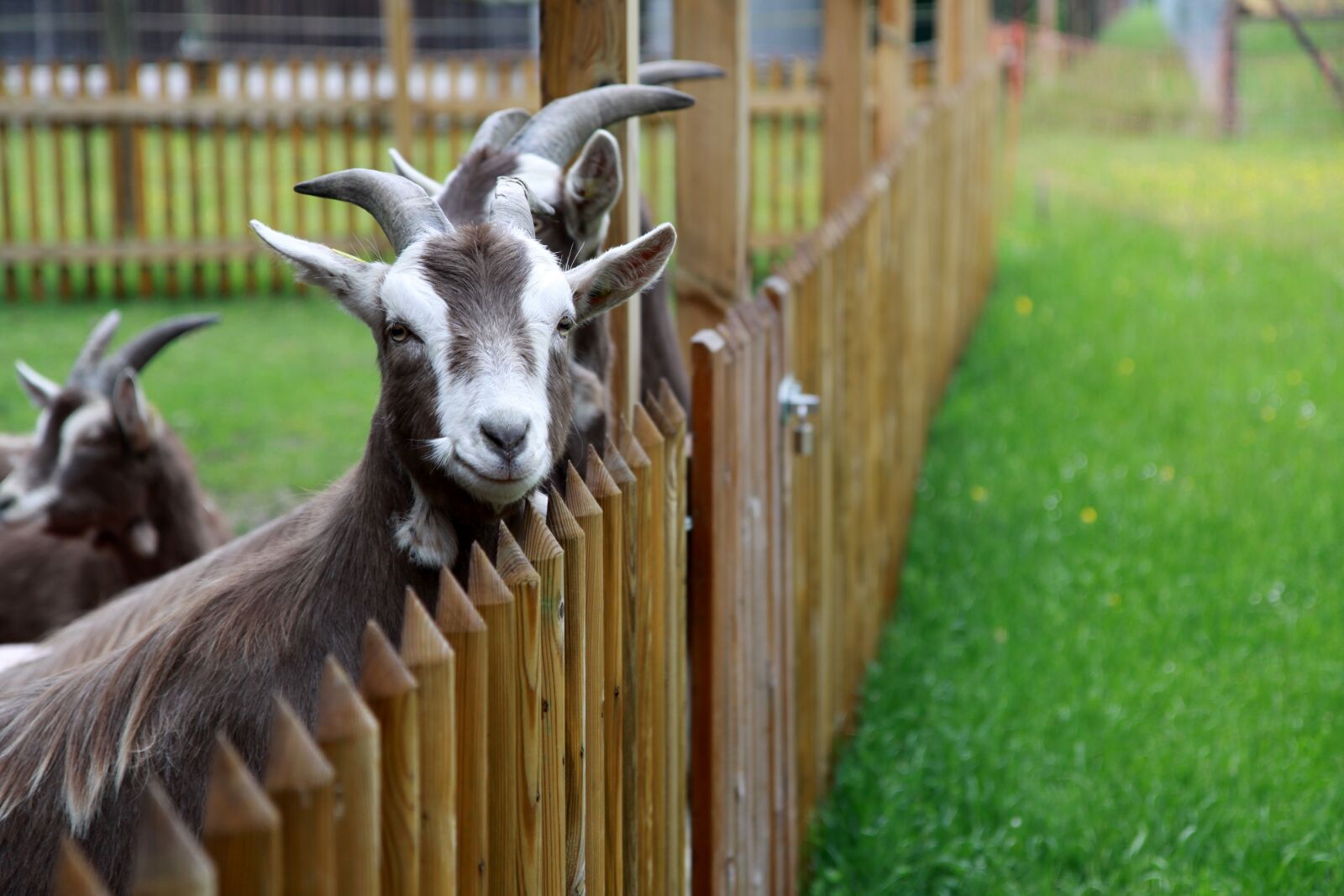 Canon EOS 50D sample photo. Goat, animal farm, farm photography