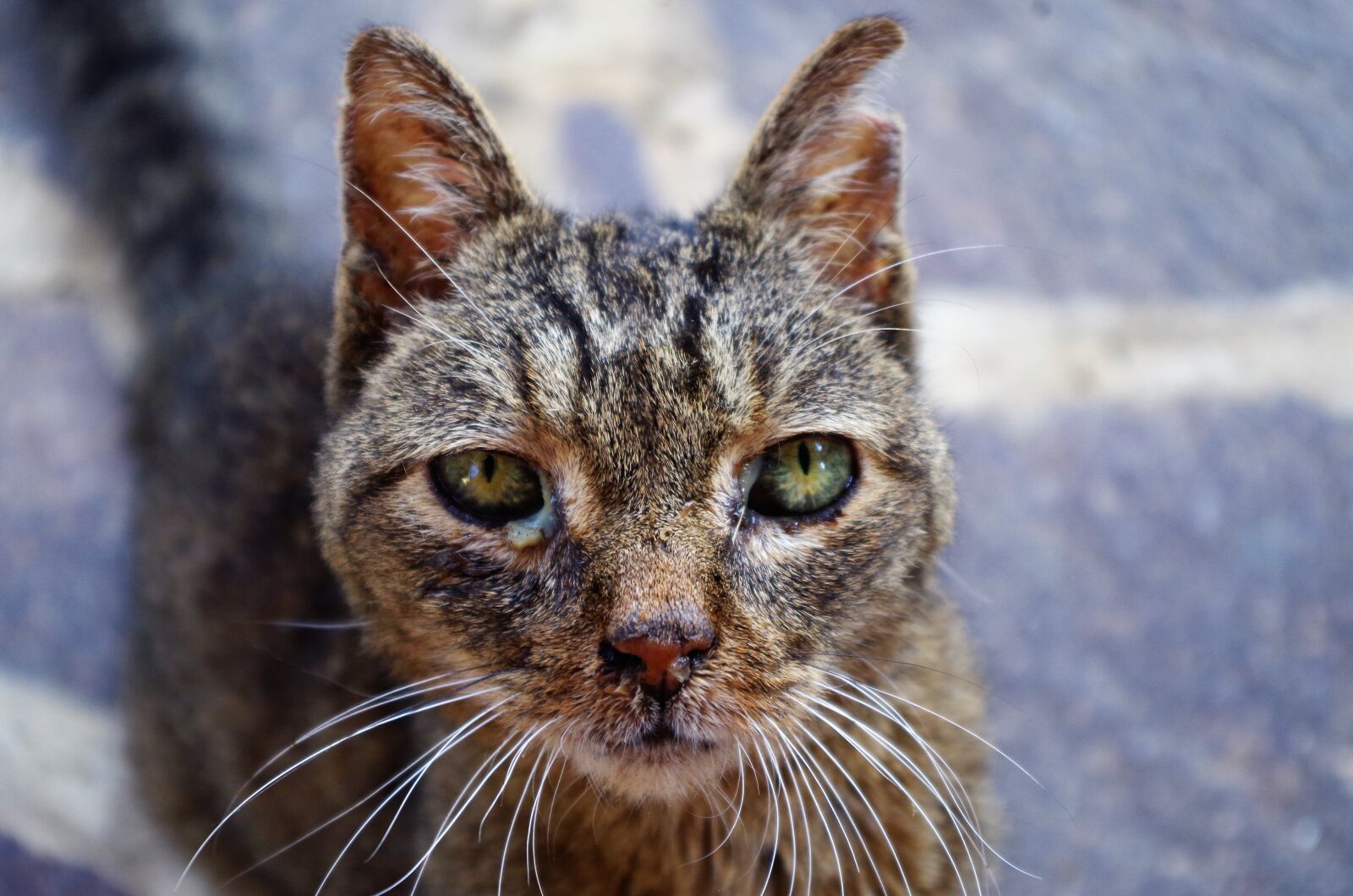 Pentax K-50 sample photo. Cat, wounded cat, sick photography