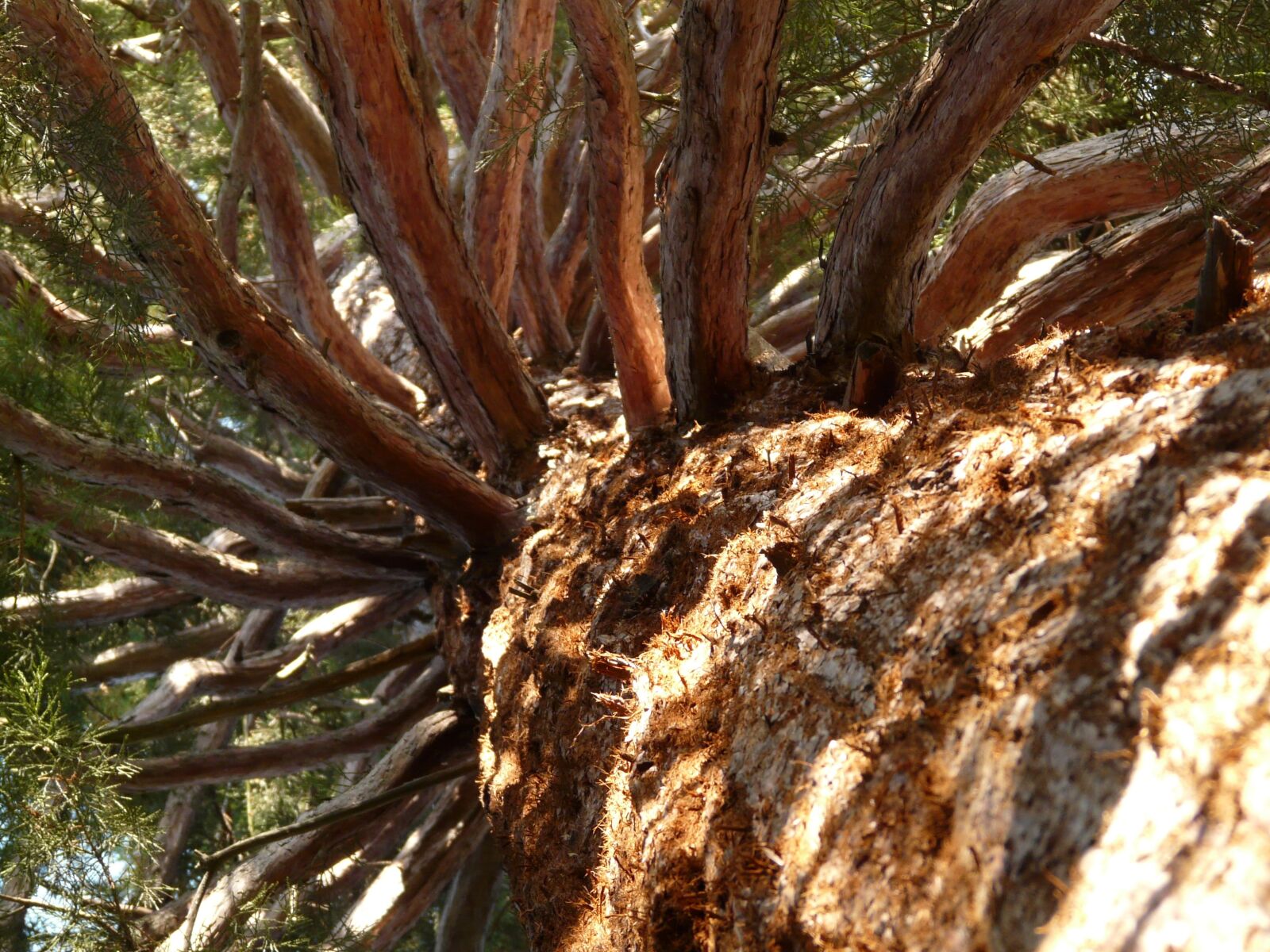 Panasonic DMC-FZ18 sample photo. Sequoia, tribe, bark photography