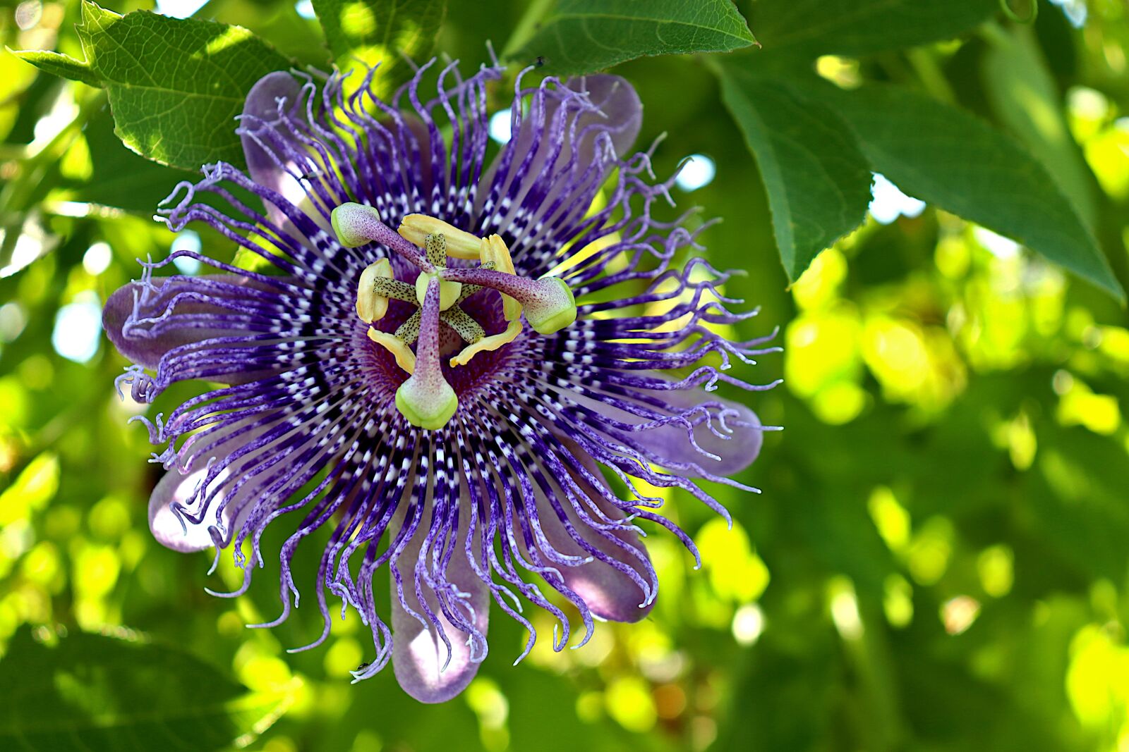 Canon EF-S 18-55mm F4-5.6 IS STM sample photo. Passion flower, flowers, plants photography