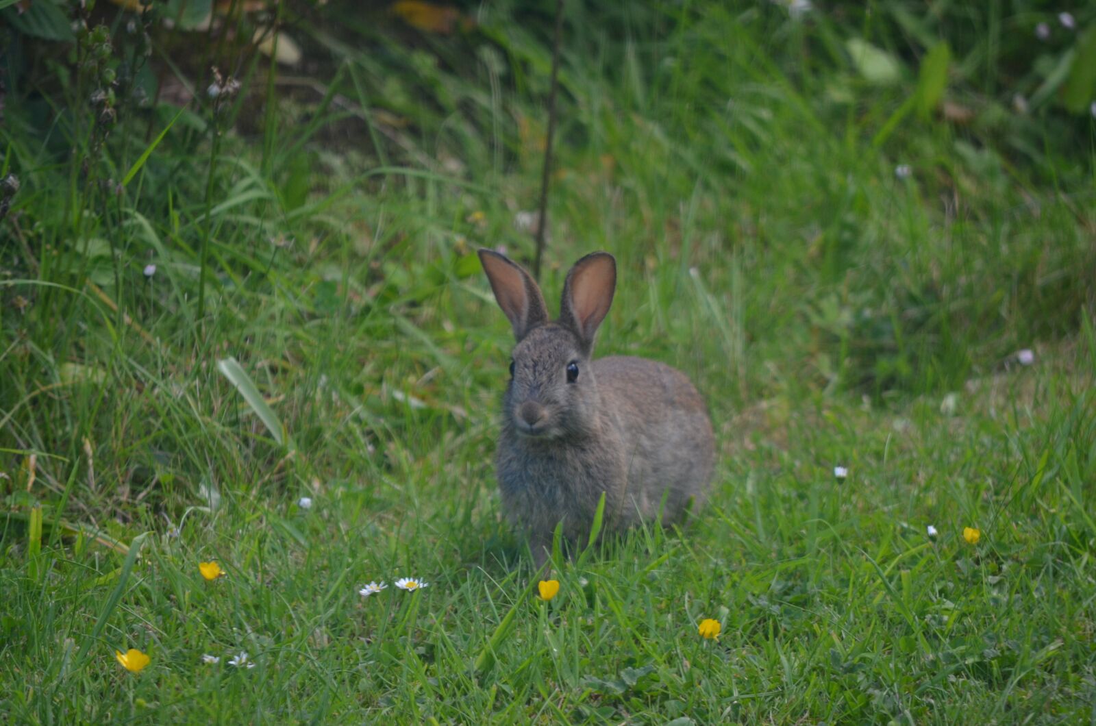 Nikon D5100 sample photo. Rabbit, cornwall, garden photography