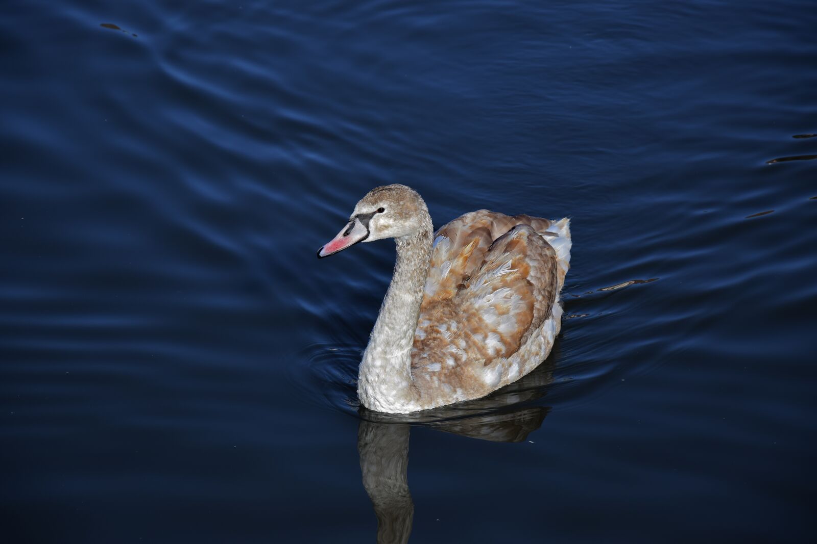 Nikon D5300 sample photo. Swan, water, bird photography