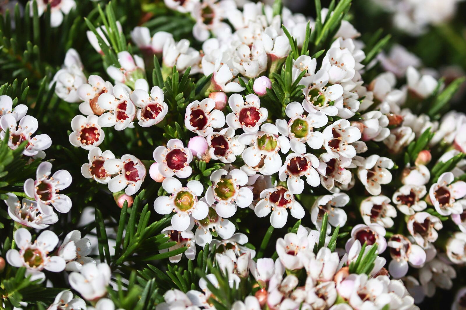Canon EOS 200D (EOS Rebel SL2 / EOS Kiss X9) sample photo. Waxflower, frangipani, australian photography