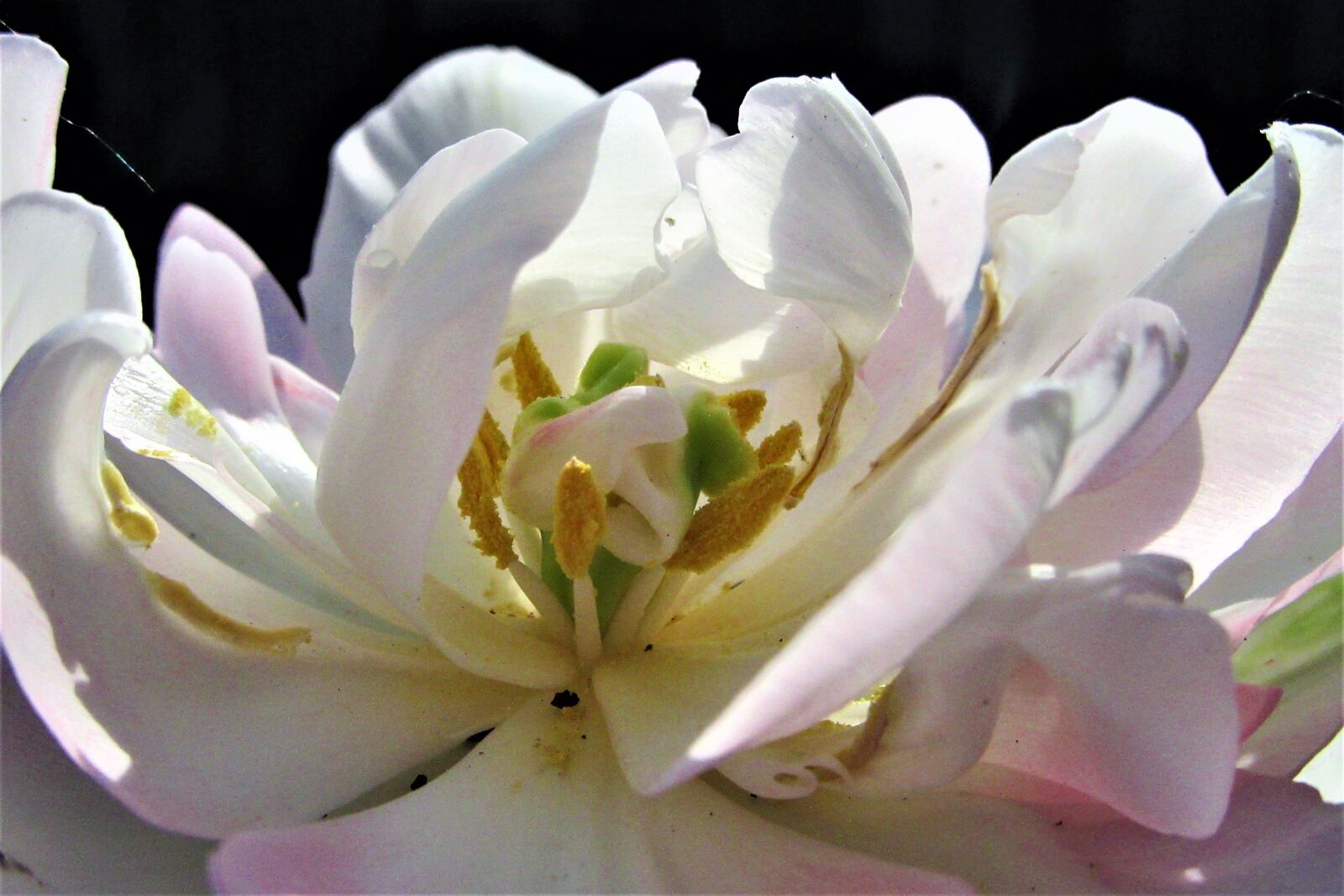 Canon PowerShot SX610 HS sample photo. Tulip, petals, tulips photography