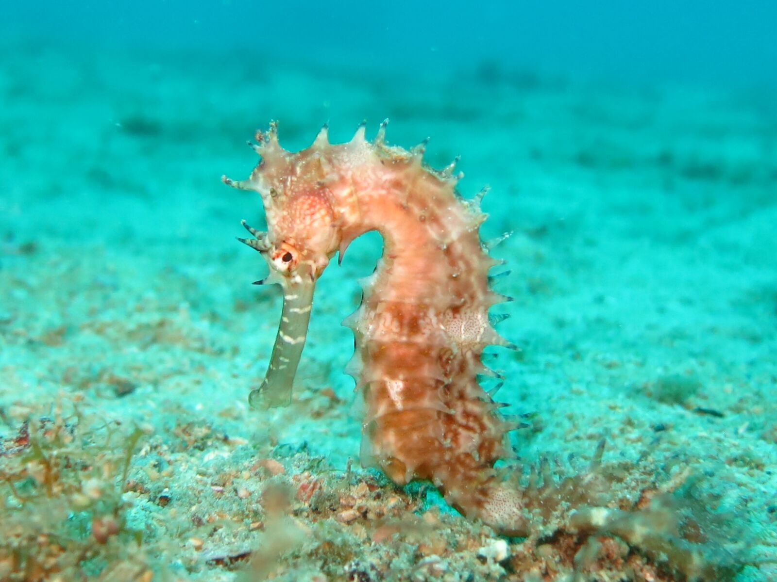 Canon PowerShot S110 sample photo. Seahorse, sea-horse, hippocampus photography