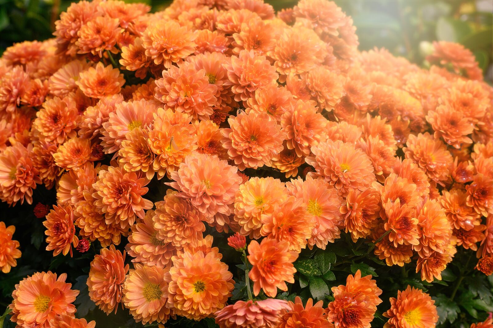 Nikon Z6 sample photo. Flowers, autumn, flora photography