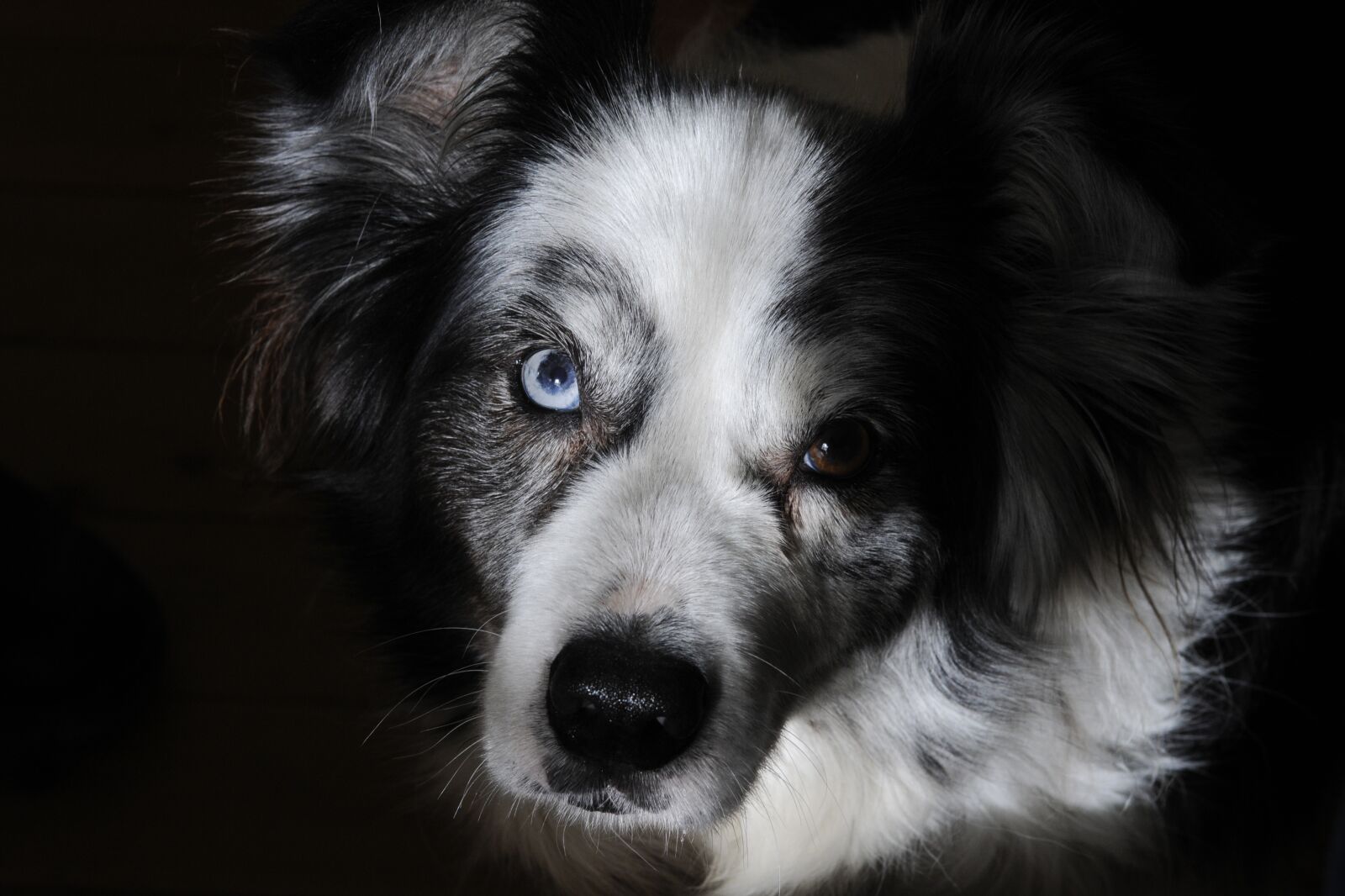 Nikon D300 sample photo. Border collie, dog, pet photography