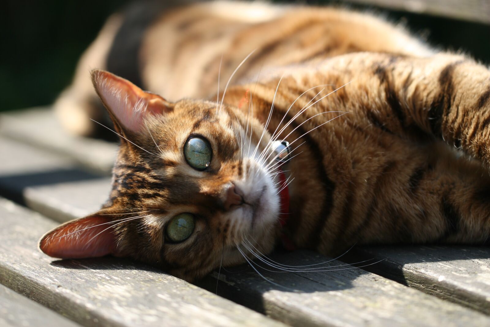 Canon EOS 30D sample photo. Cat, animal kingdom, mammals photography