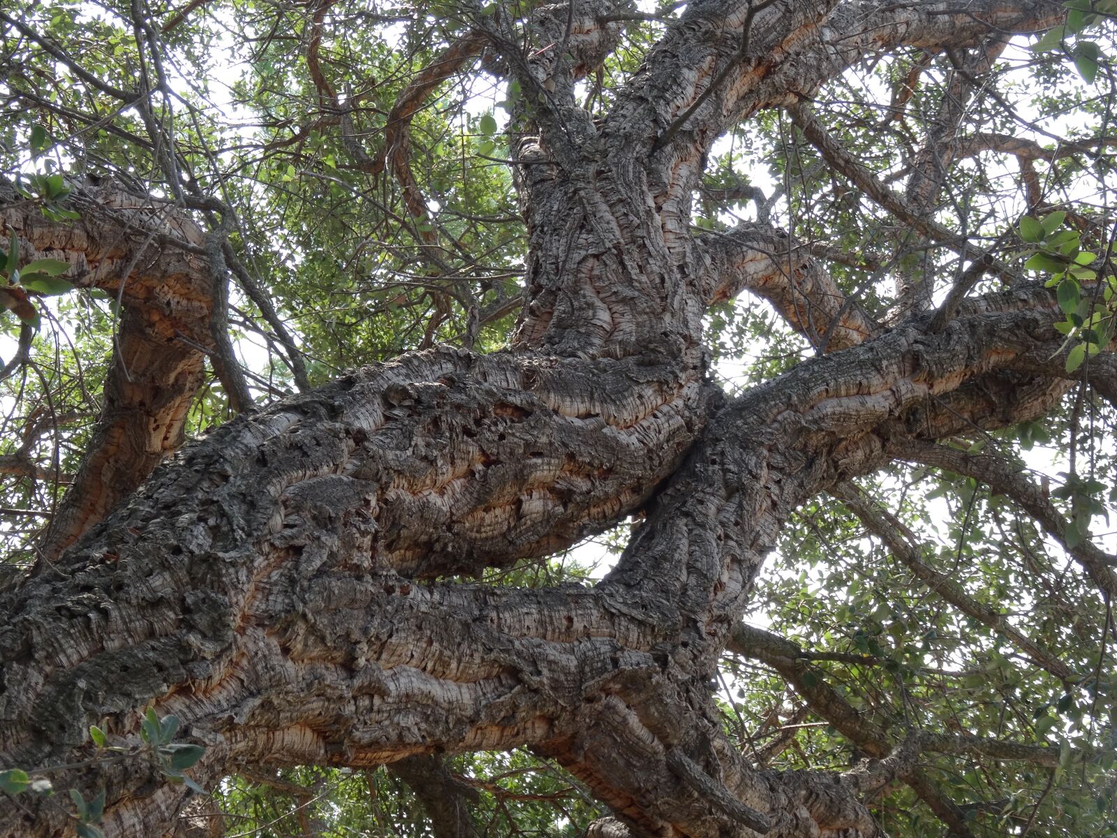 Sony Cyber-shot DSC-HX50V sample photo. Corsica, cork oak, skyward photography