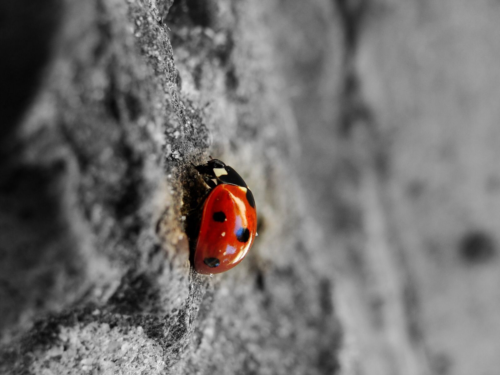 Sony Cyber-shot DSC-H10 sample photo. Ladybug, beetle, insect photography