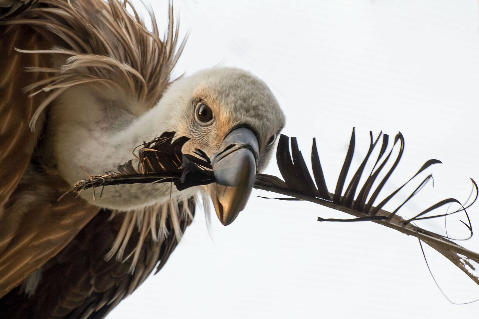 Canon EOS 60D sample photo. Vulture, feather, bird photography